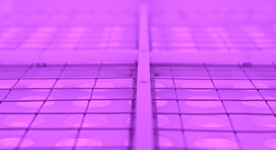 等離子體處理技術在淀粉領域中的應用